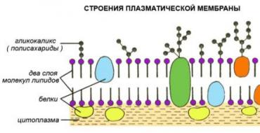 Строение органоидов клетки: их вид и функции