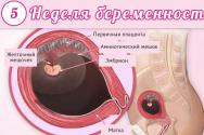 Vývoj embrya ve dnech a týdnech
