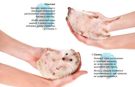 Jak určit pohlaví ježka doma