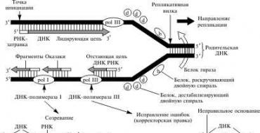 Po raz pierwszy sfilmowano proces duplikacji DNA. Podwojenie nukleotydów w DNA