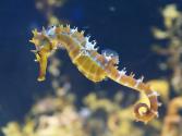How does a seahorse work?