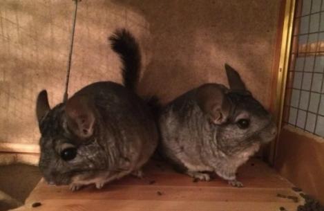 How to distinguish a chinchilla boy from a girl Chinchilla boy and girl how to distinguish