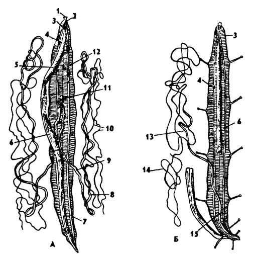 Схема строения аскариды